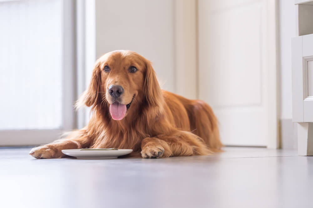 Cambiare alimentazione al cane: 5 regole per farlo nel modo giusto