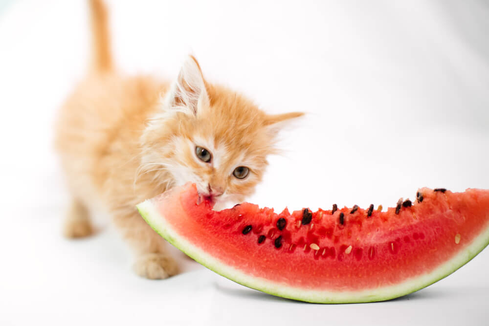 I gatti possono mangiare la frutta?