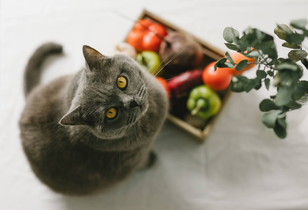 Verdure per gatti: quali scegliere e quali invece evitare?