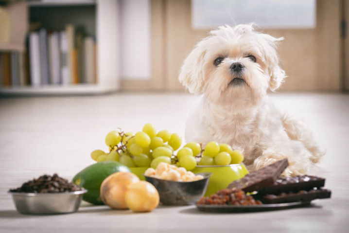 Cibi vietati ai cani: 20 alimenti tossici per Fido
