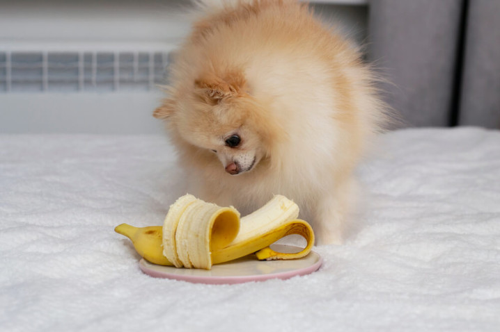 I cani possono mangiare le banane?