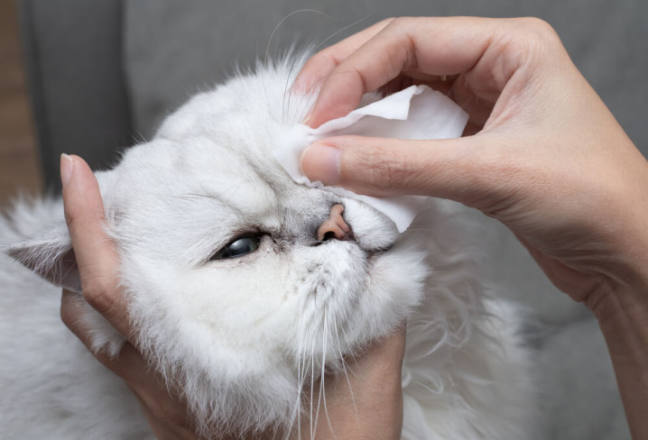 Congiuntivite del gatto: come prendersi cura del proprio micio