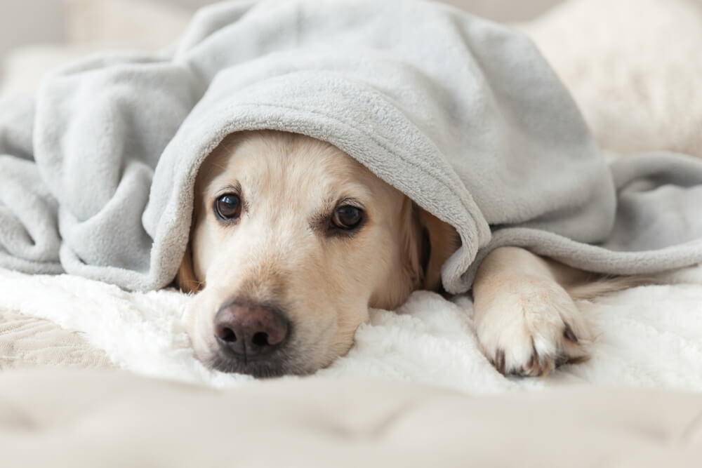 Crisi epilettiche nel cane: come aiutarlo con l’alimentazione