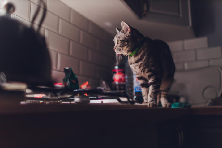 Il gatto miagola di notte: come comportarsi?