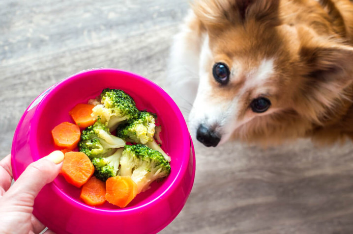 Verdure per cani: quali possono mangiare e quali sono vietate?