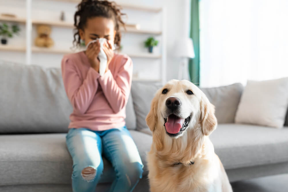 Cani per allergici: quali sono le razze ipoallergeniche